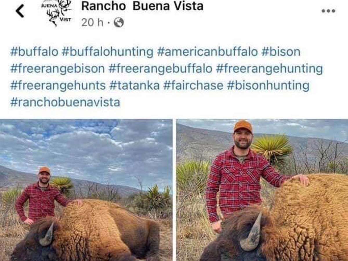 Pasaron 100 años para ver a bisontes en Coahuila y ya cazaron a uno, denuncian en redes