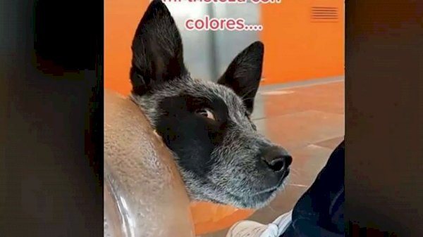 La Perrita Que Viaja En El Metro De Cdmx En Una Transportadora De