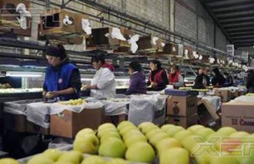 Amagan productores de manzana tomar CFE si no reducen tarifas a frigoríficos