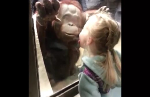 Video: el cristal que divierte a niños y engaña a animales en el zoológico