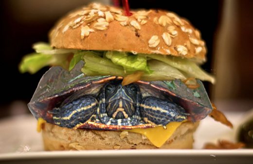 Disfraza de hamburguesa a su tortuga para poder volar con ella