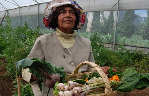 Canaliza Sagarpa más de 482 mdp para acciones de agricultura familiar
