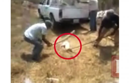 Conmociona video de matanza de perros a garrotazos en Huatulco