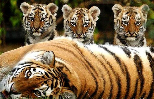 Quedan poco más de 3 mil tigres libres en el mundo; advierten rápida extinción