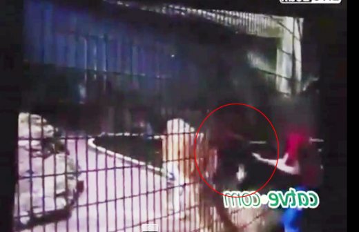 Video: tigre le arranca una mano a niño en zoológico de Brasil