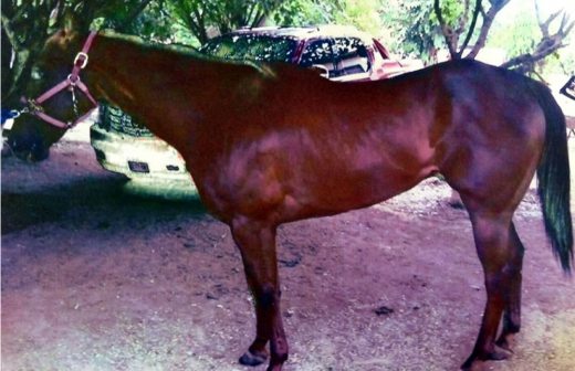 Localizan y aseguran caballo cuarto de milla robado en Delicias