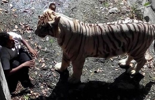 Captan en video a tigre blanco que mata a hombre en zoológico de India