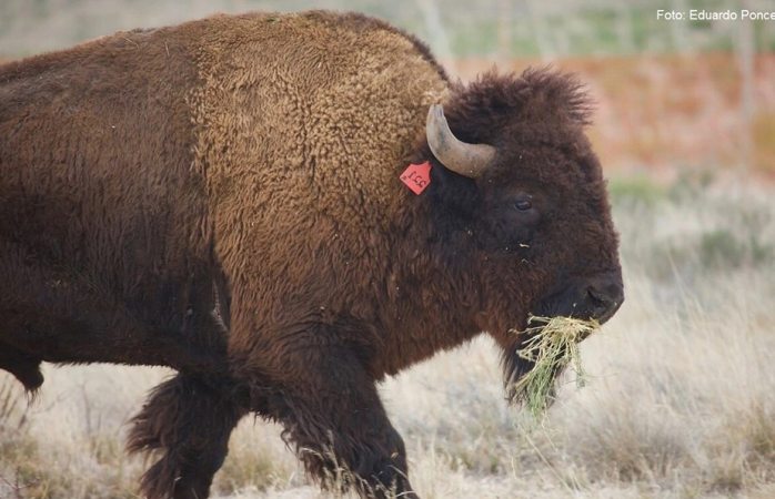 Llega una nueva manada de bisonte americano a México
