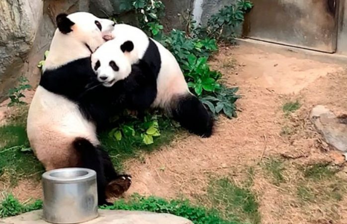 Pandas aprovechan cierre de zoológico para aparearse tras 10 años de intentos