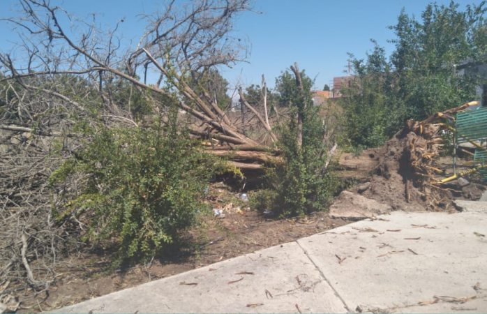 Caída de árboles, laminas y vehículos varados tras tormenta eléctrica