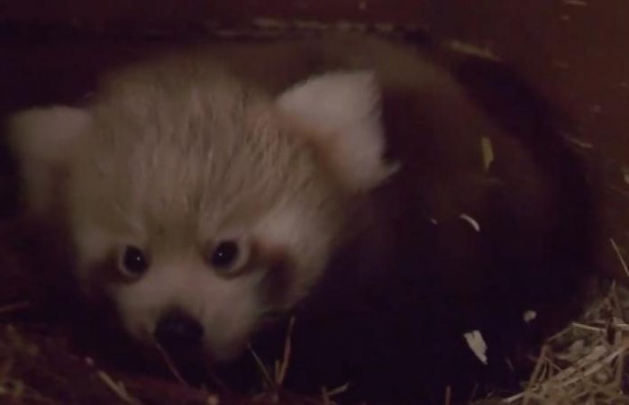 Nace panda rojo en zoológico de berlín