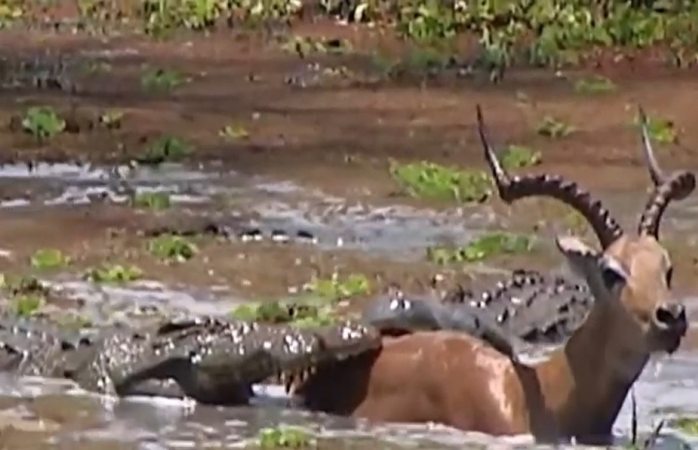 Antílope logra escapar del feroz ataque de dos cocodrilos; pelea se hace viral