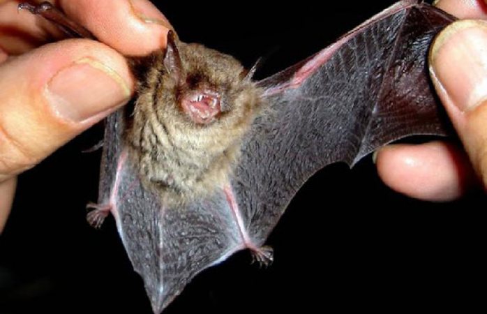 Aseguran que murciélagos no están vinculados con el coronavirus