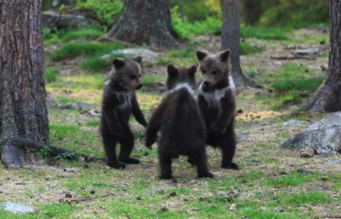Captan a tres ositos bailando en círculo en el bosque
