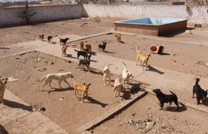 Buscan hogar para perritos rescatados en rastro clandestino
