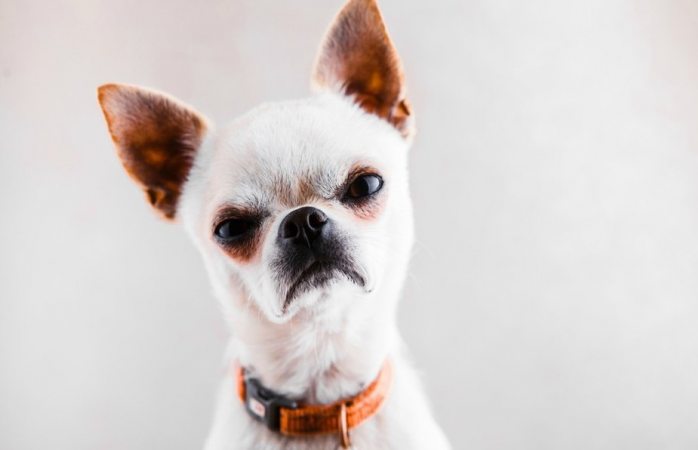 Los chihuahua sí son más agresivos que los pitbull, revela estudio