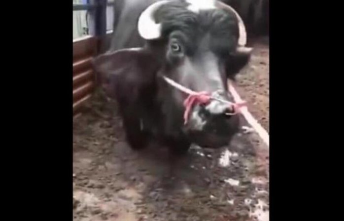 Vaca suplica por su vida en el matadero (VIDEO)