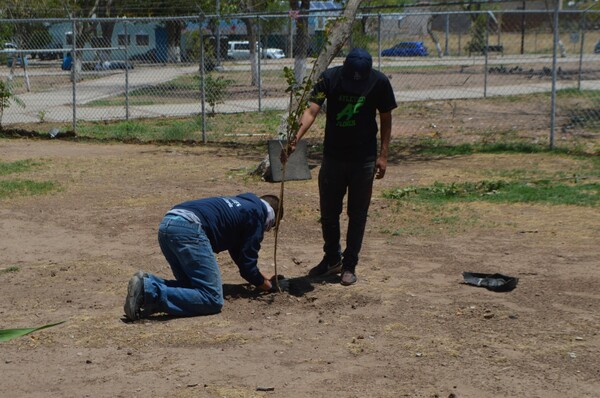 Plantan árboles en el parque Urueta