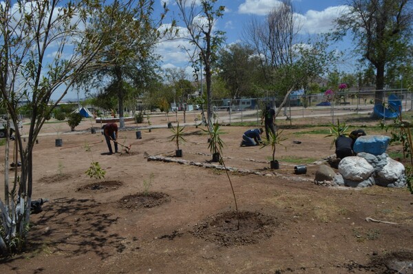 Plantan árboles en el parque Urueta