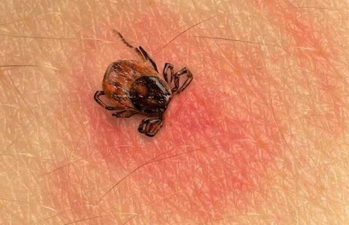 Proliferación de garrapatas y moscos, temas a tratar por el Comusal