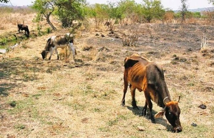 Urgen a gobiernos apoyos para ganaderos afectados por sequía