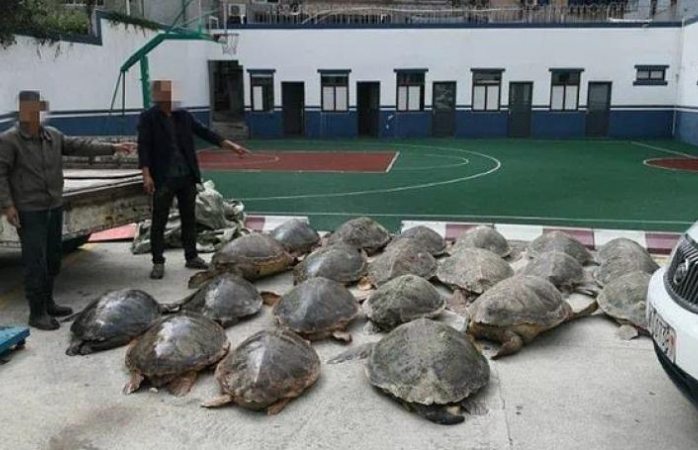 Detienen a traficante con 107 tortugas congeladas en China