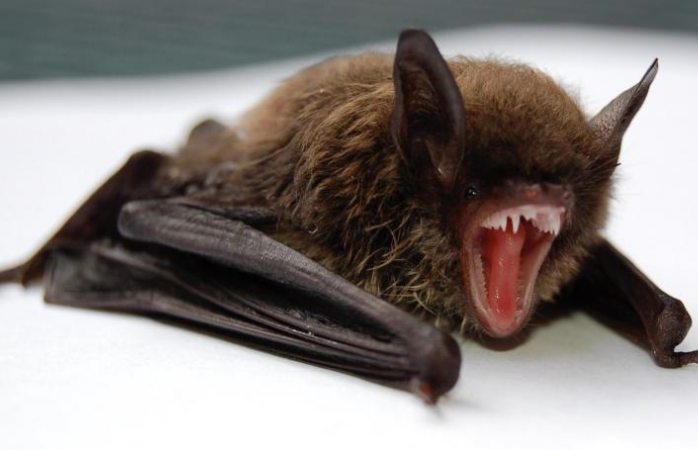 Científicos descubren cientos de nuevos coronavirus en murciélagos de China