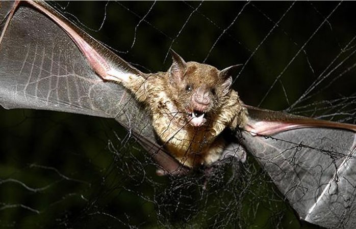 Queman murciélagos en Perú por pánico a coronavirus
