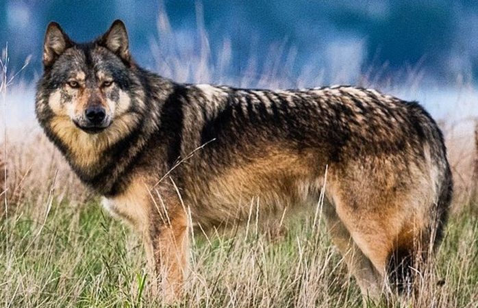 Cazadores matan a takaya, el lobo más famoso en Canadá