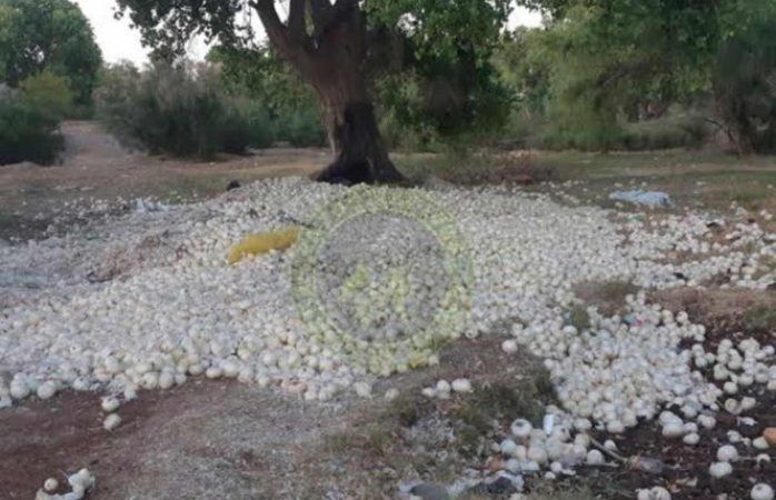 Campesinos tiran cebolla a la basura; les dan un peso por kilo