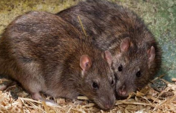 Alerta EU sobre ratas agresivas y canibales por falta de comida