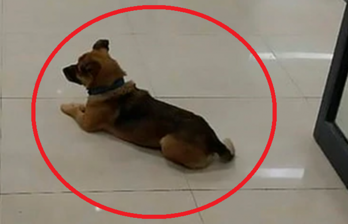 Perrito esperó a su dueño por meses en hospital, murió por covid-19