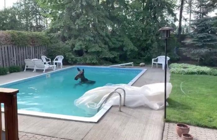Halla enorme alce nadando en su alberca (VIDEO)