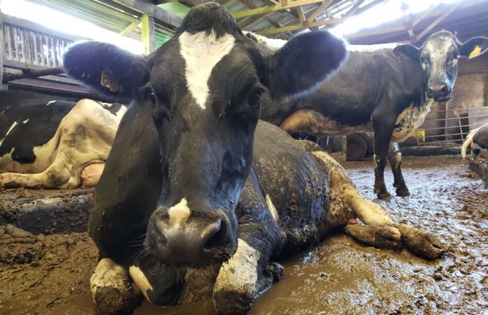 Entregan vacas enfermas a productores de zacatecas