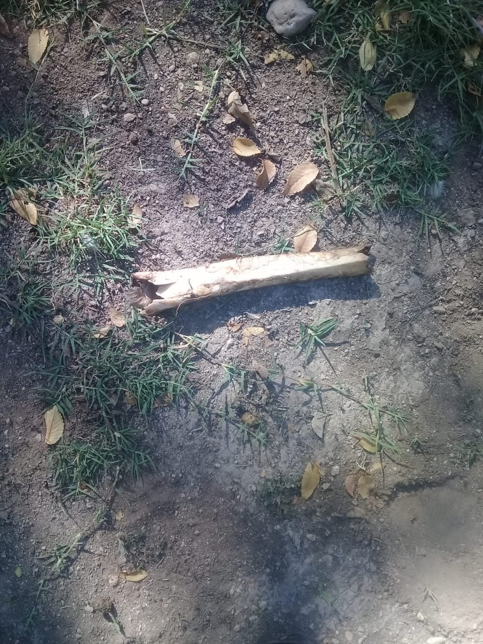 Hueso que estaba en el pantalón que cargaba el perro