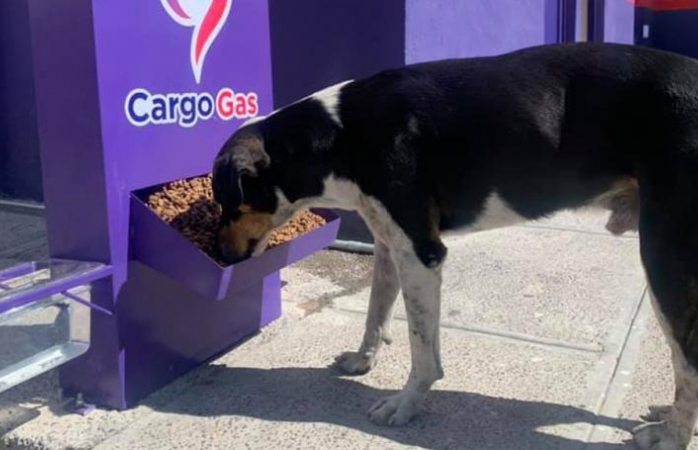 Gasolinera ofrece bebederos y comida para perros