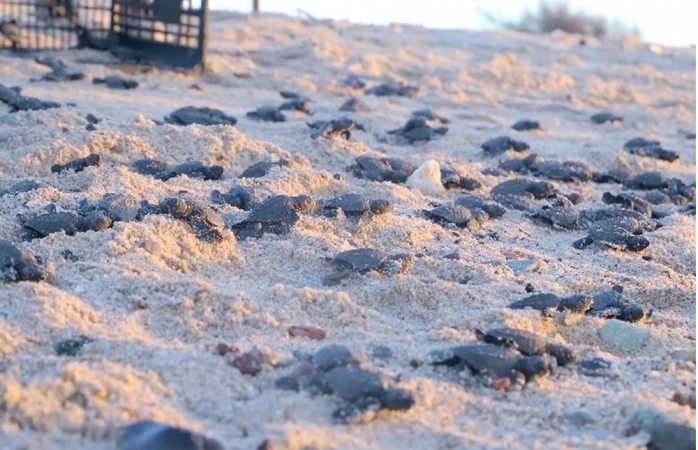Nacen miles de tortugas ante ausencia de turistas en playas de sonora 