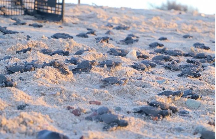 Nacen miles de tortugas ante ausencia de turistas en playas de sonora