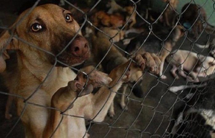 Policía podrá entrar a casas para rescatar animales maltratados en cdmx