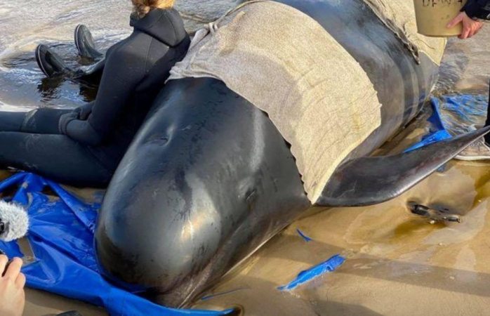 Alertan del riesgo de navegación por las 380 ballenas muertas en australia