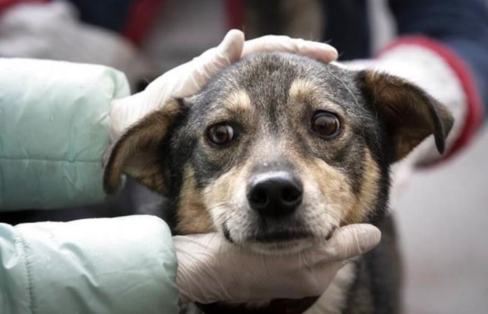 Hallan lugar para tortura de perros en guanajuato