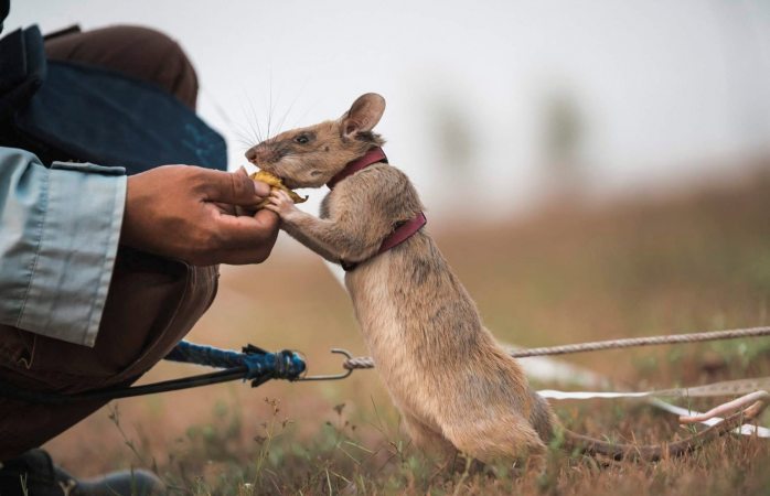 Recibe rata gigante africana medalla de oro