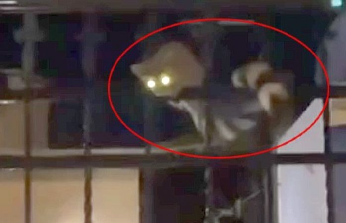 Graban un cacomixtle en casa de nombre de dios