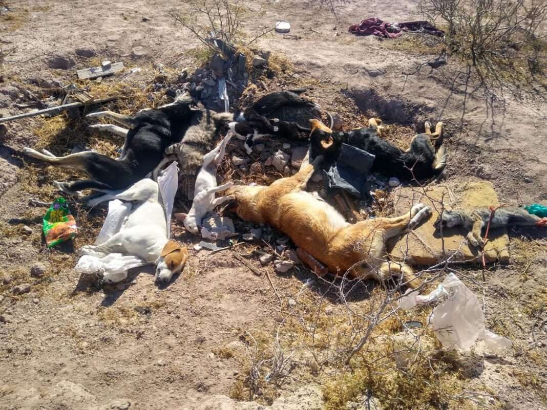 Denuncian envenenamiento masivo de perros en meoqui