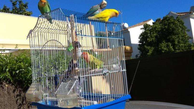 Captan a loros que se dedican a liberar de jaulas de otras aves