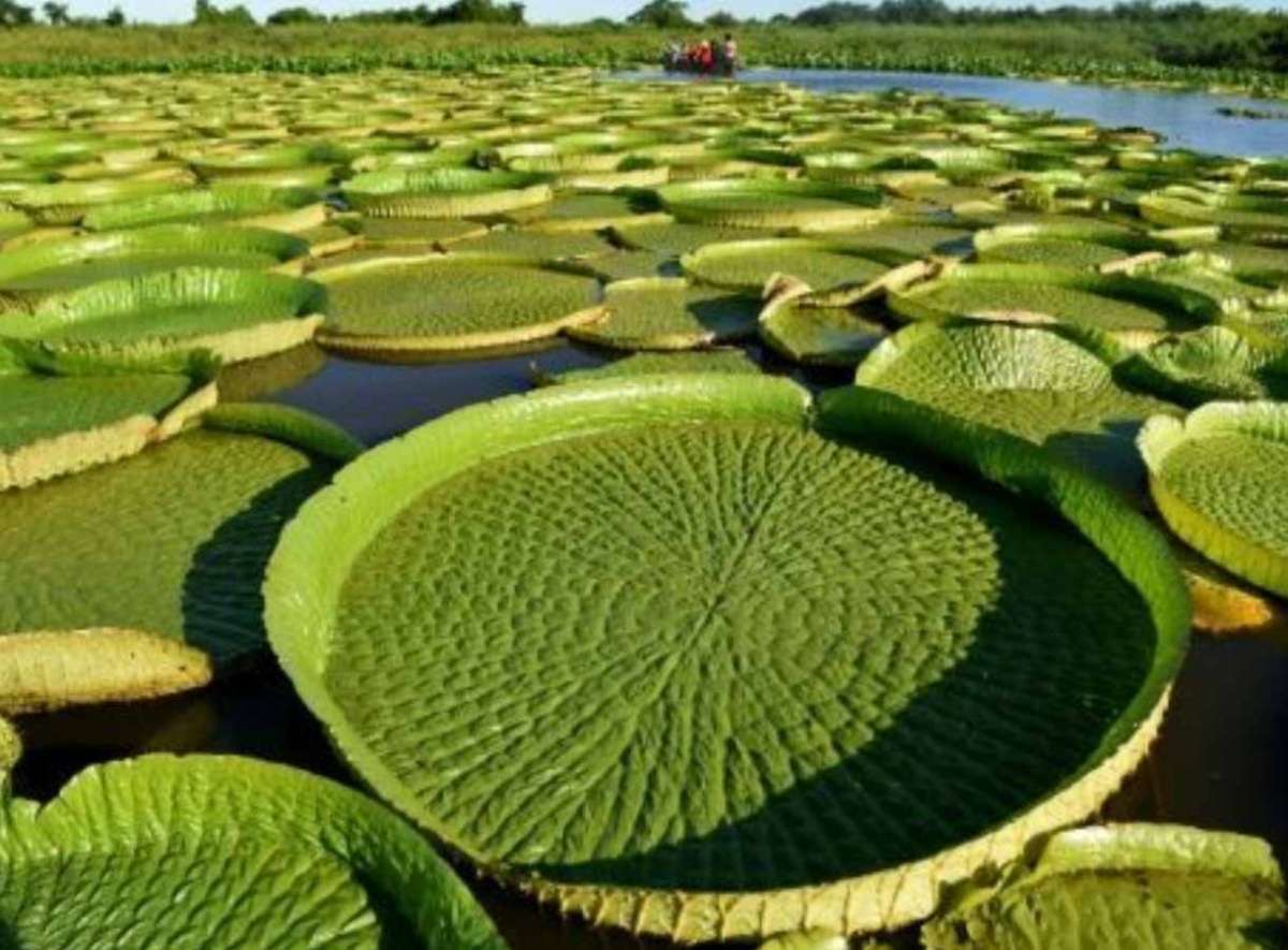 Rebrota el irupé, la gigantesca planta que atrae a los turistas