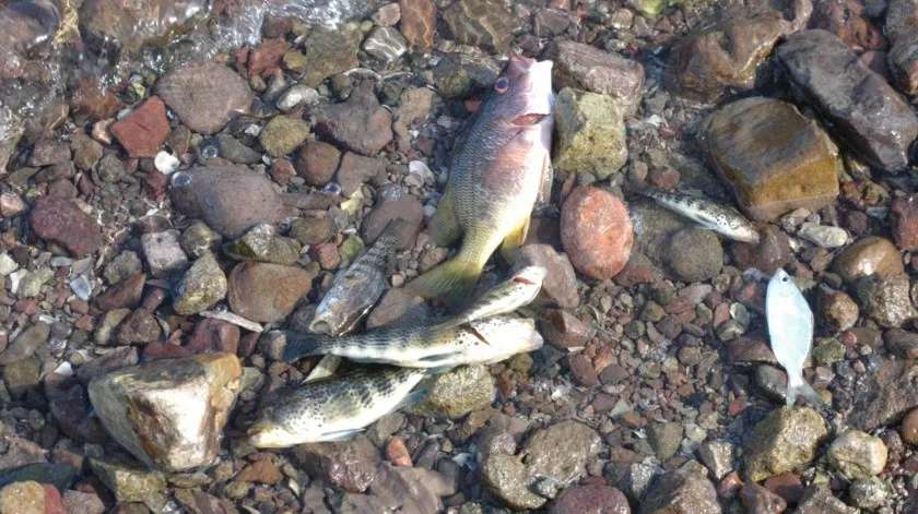 En riesgo de desaparecer un tercio de los peces de agua dulce:  ambientalistas | La Opción de Chihuahua