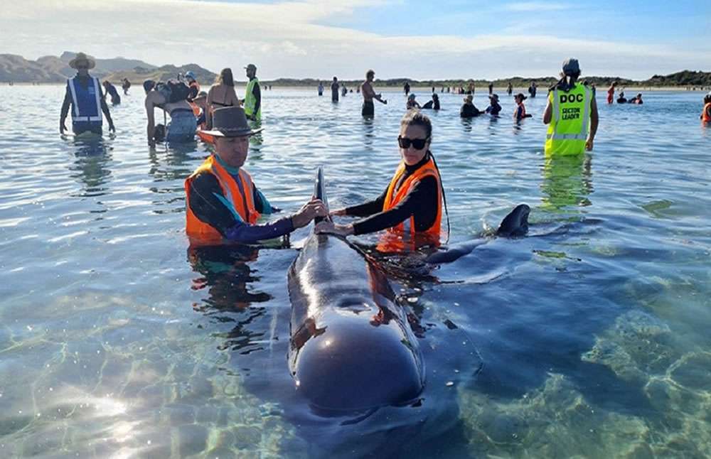 Mueren ballenas varadas en playa de nueva zelanda