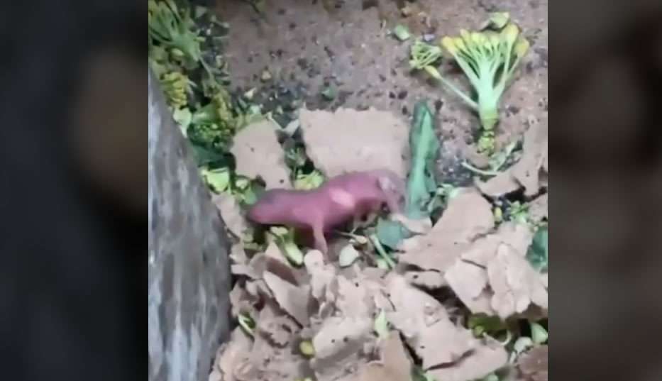 Captan ratas bebé entre frutas de supermercado y se hace viral