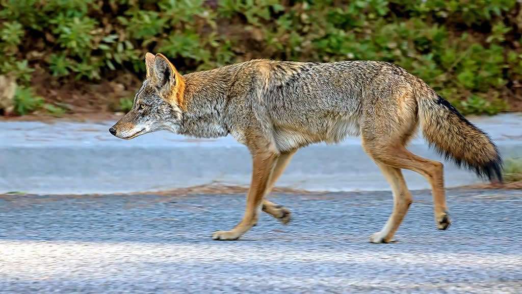 Avistan zorros y coyotes en el paso